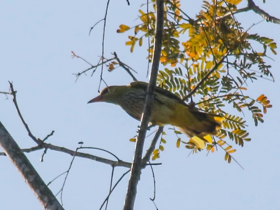黑枕黄鹂(Oriolus chinensis)