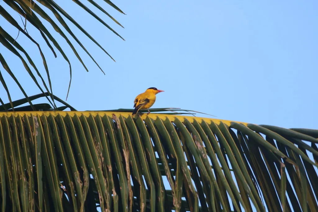 黑枕黄鹂(Oriolus chinensis)