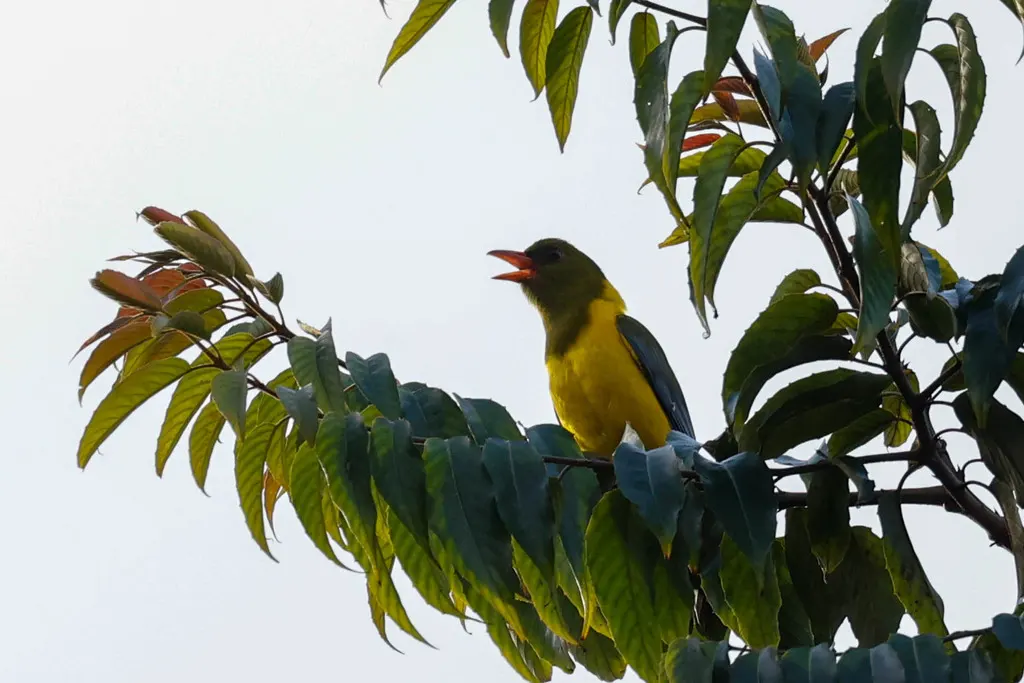 绿头黄鹂(Oriolus chlorocephalus)