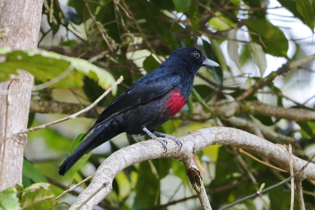 绯胸黄鹂(Oriolus consanguineus)