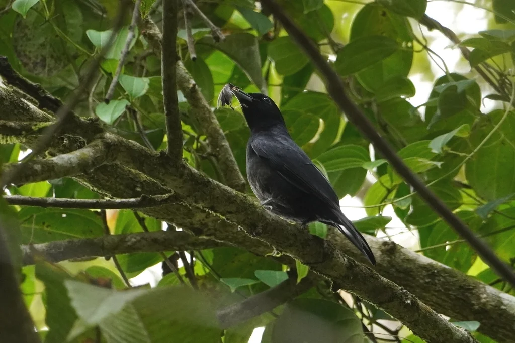 绯胸黄鹂(Oriolus consanguineus)