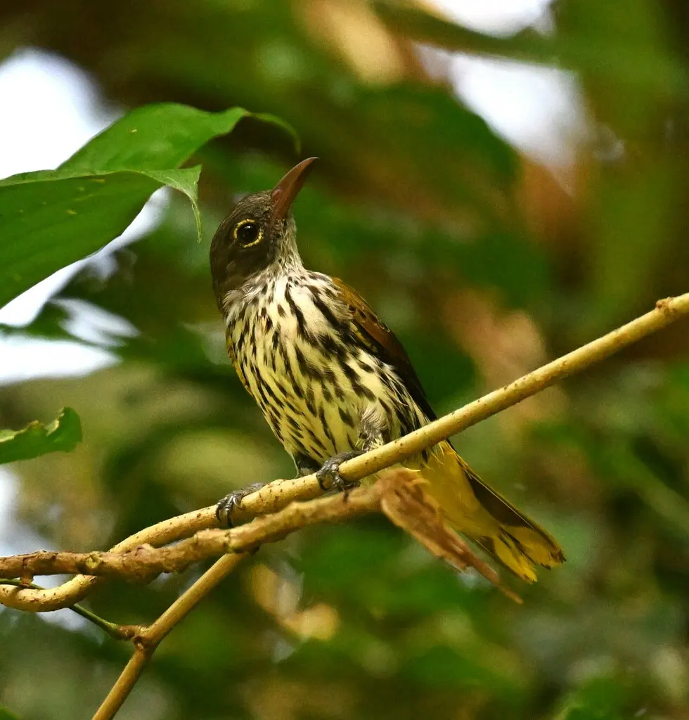 巴拉望黑喉黄鹂(Oriolus consobrinus)