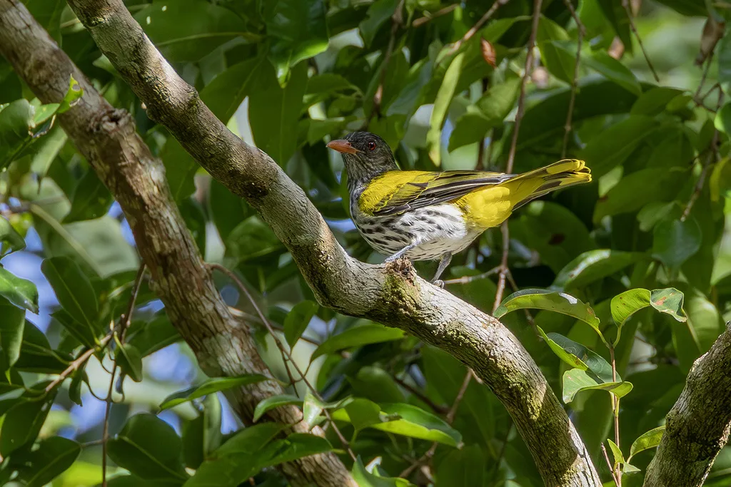巴拉望黑喉黄鹂(Oriolus consobrinus)