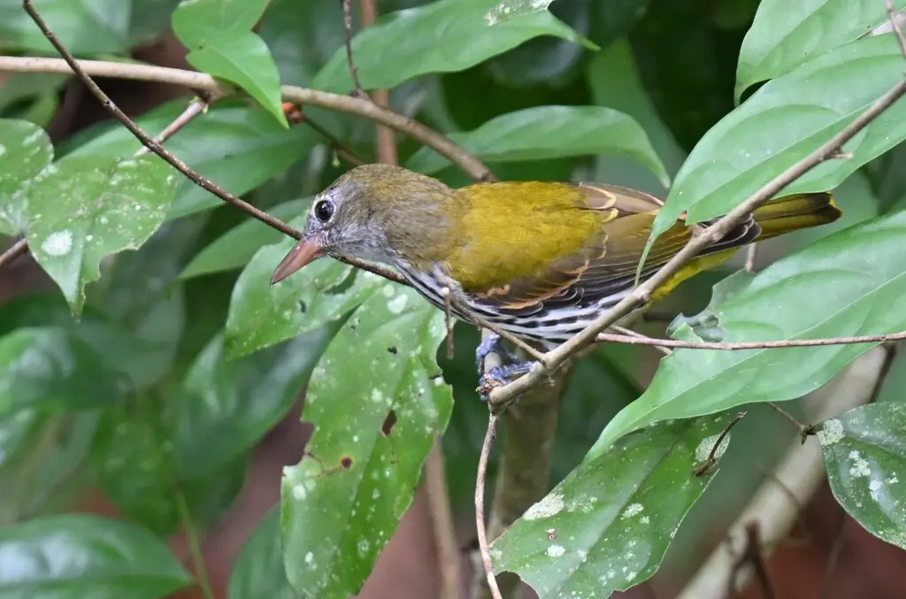 巴拉望黑喉黄鹂(Oriolus consobrinus)