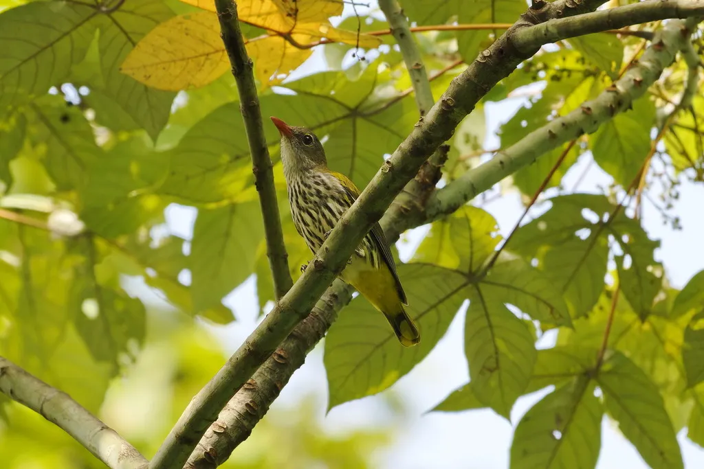 巴拉望黑喉黄鹂(Oriolus consobrinus)