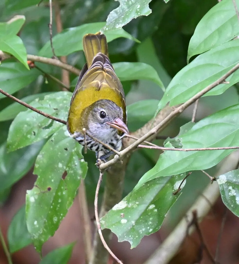巴拉望黑喉黄鹂(Oriolus consobrinus)