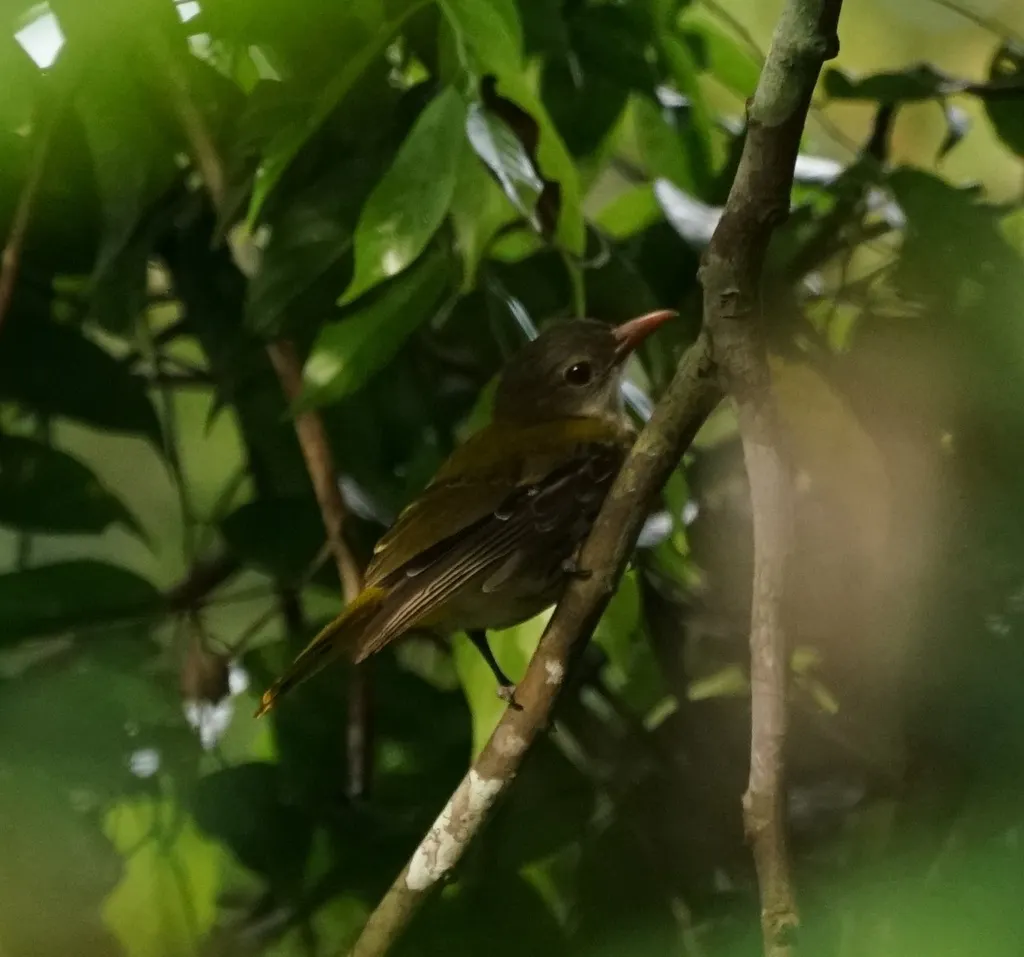 巴拉望黑喉黄鹂(Oriolus consobrinus)