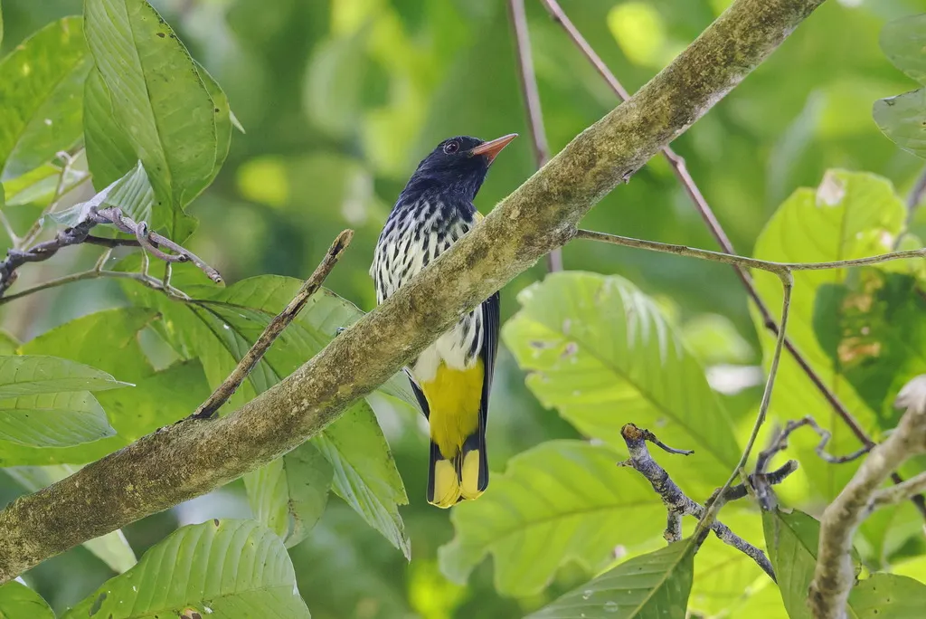 巴拉望黑喉黄鹂(Oriolus consobrinus)