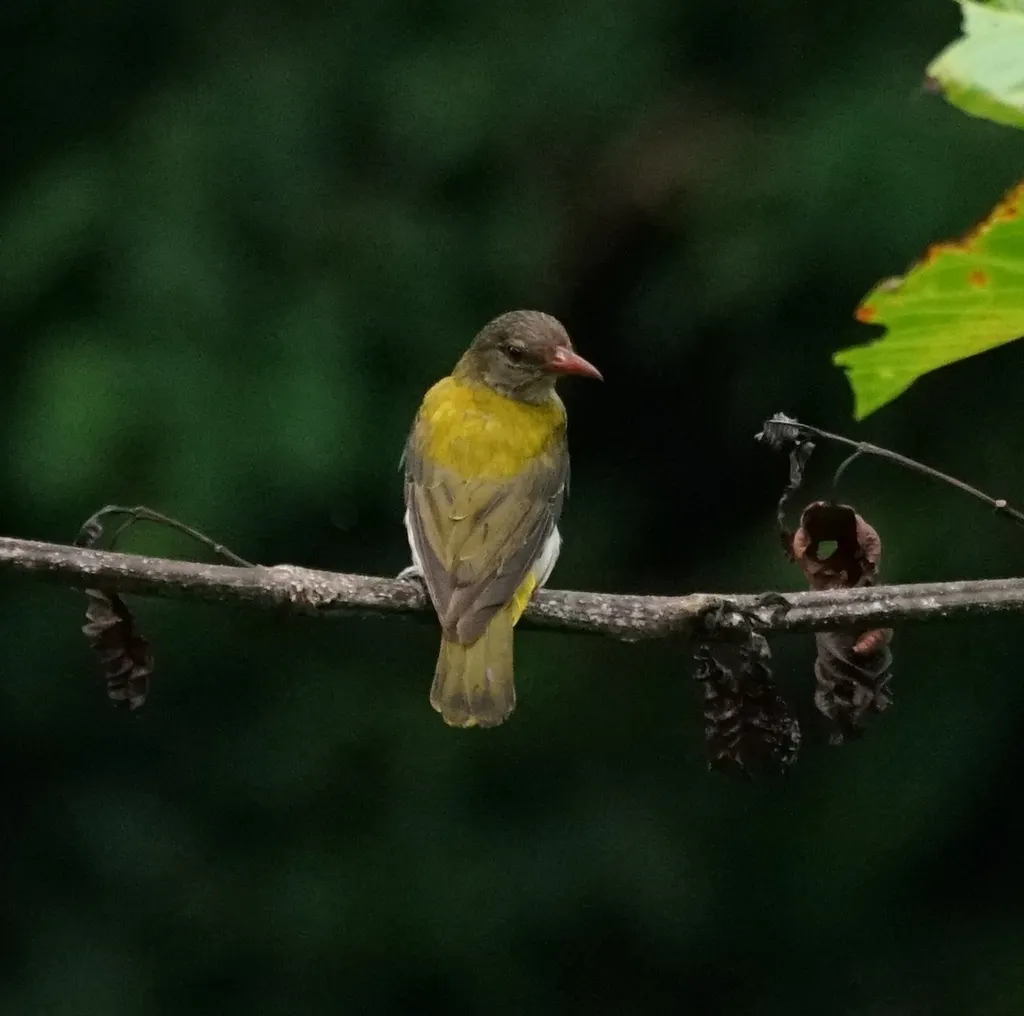 巴拉望黑喉黄鹂(Oriolus consobrinus)
