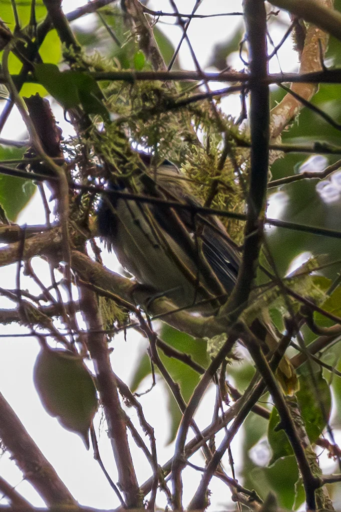 白腹黄鹂(Oriolus crassirostris)