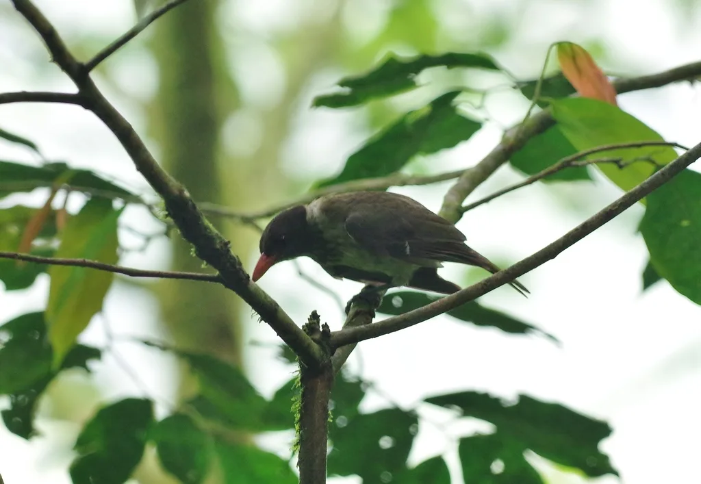 白腹黄鹂(Oriolus crassirostris)