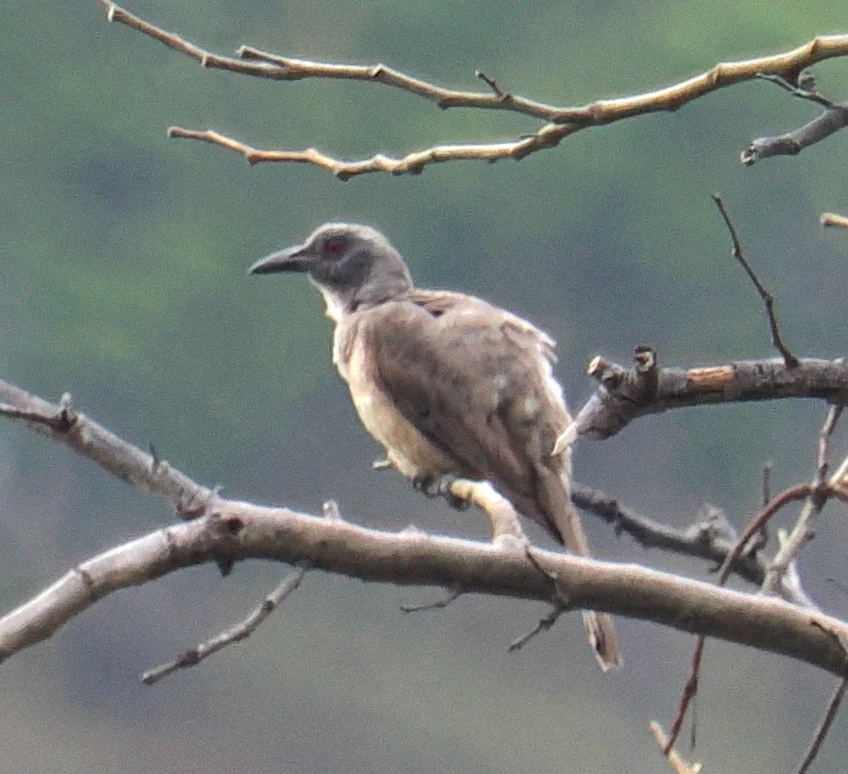 韦岛褐鹂(Oriolus finschi)