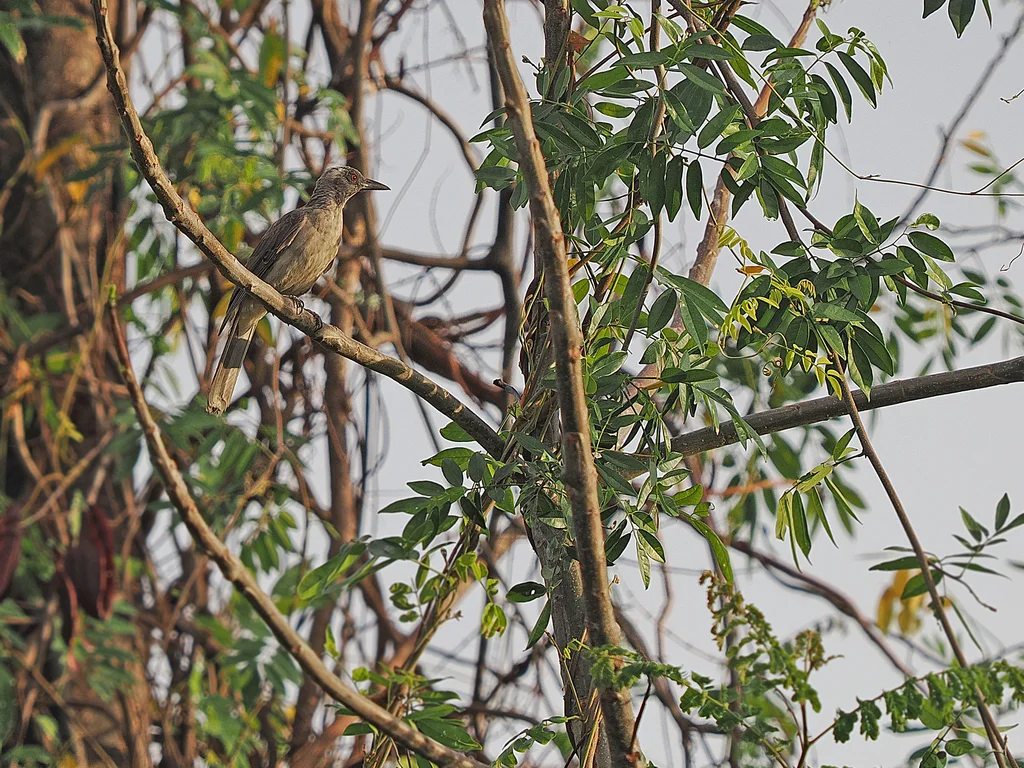 韦岛褐鹂(Oriolus finschi)