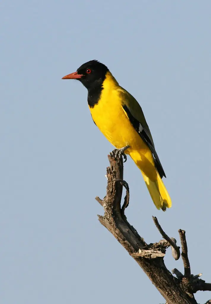 东非黑头黄鹂(Oriolus larvatus)