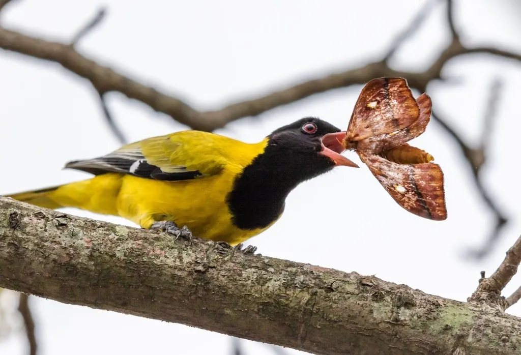 东非黑头黄鹂(Oriolus larvatus)