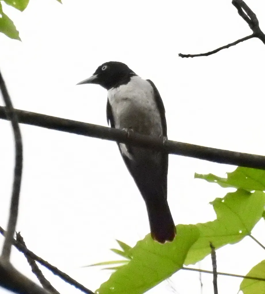 鹊色鹂(Oriolus mellianus)