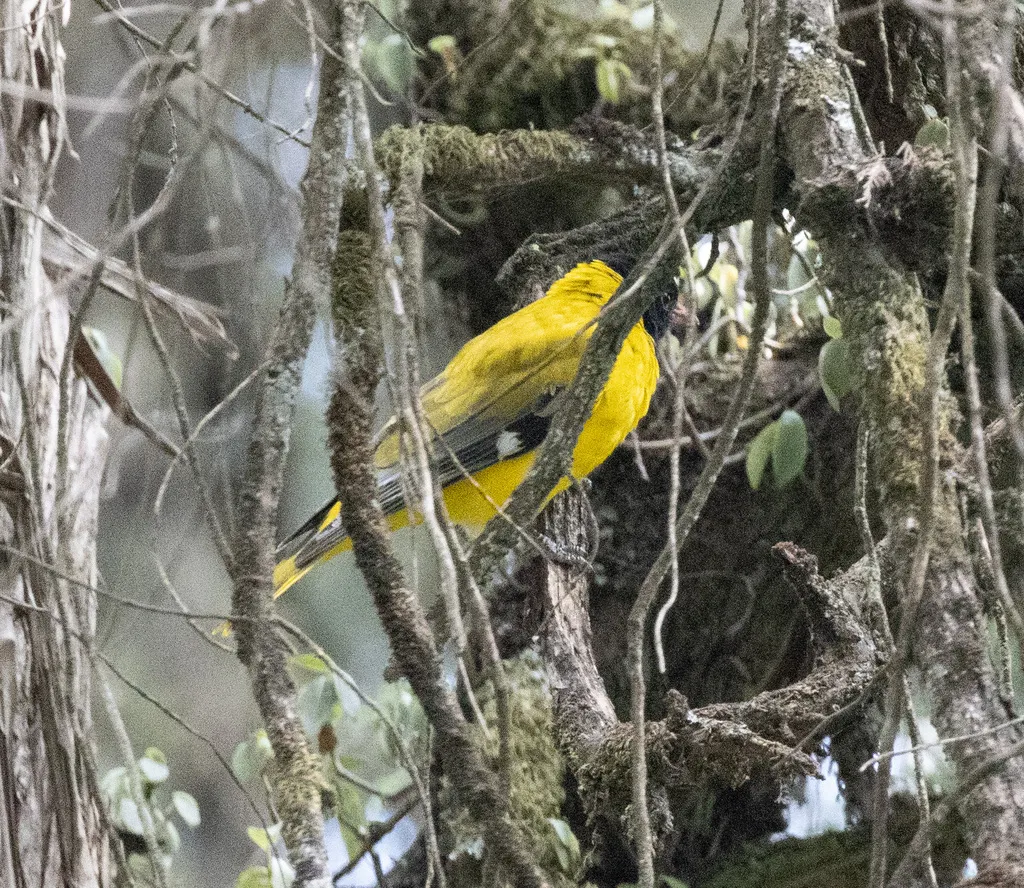 黑头林黄鹂(Oriolus monacha)