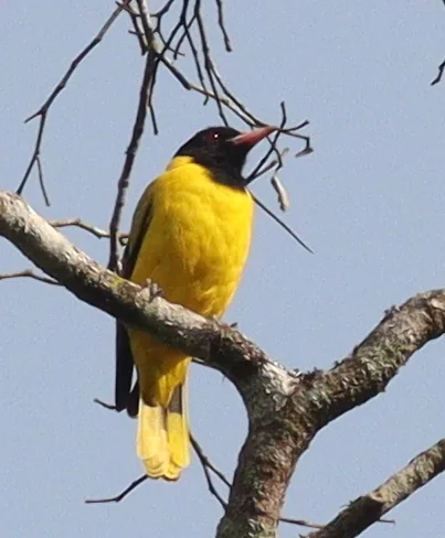 黑翅黄鹂(Oriolus nigripennis)