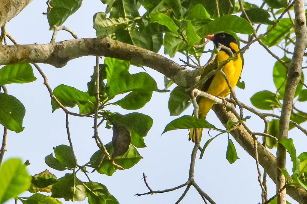 黑翅黄鹂(Oriolus nigripennis)