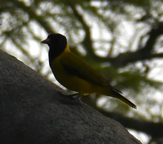 黑翅黄鹂(Oriolus nigripennis)