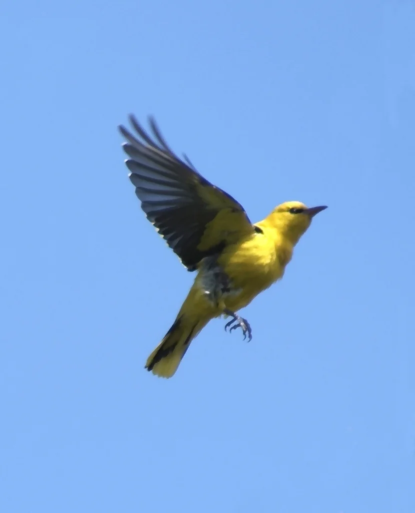 金黄鹂(Oriolus oriolus)