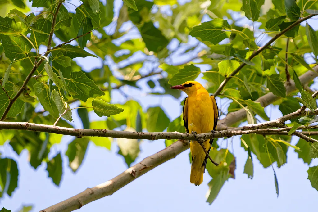 金黄鹂(Oriolus oriolus)