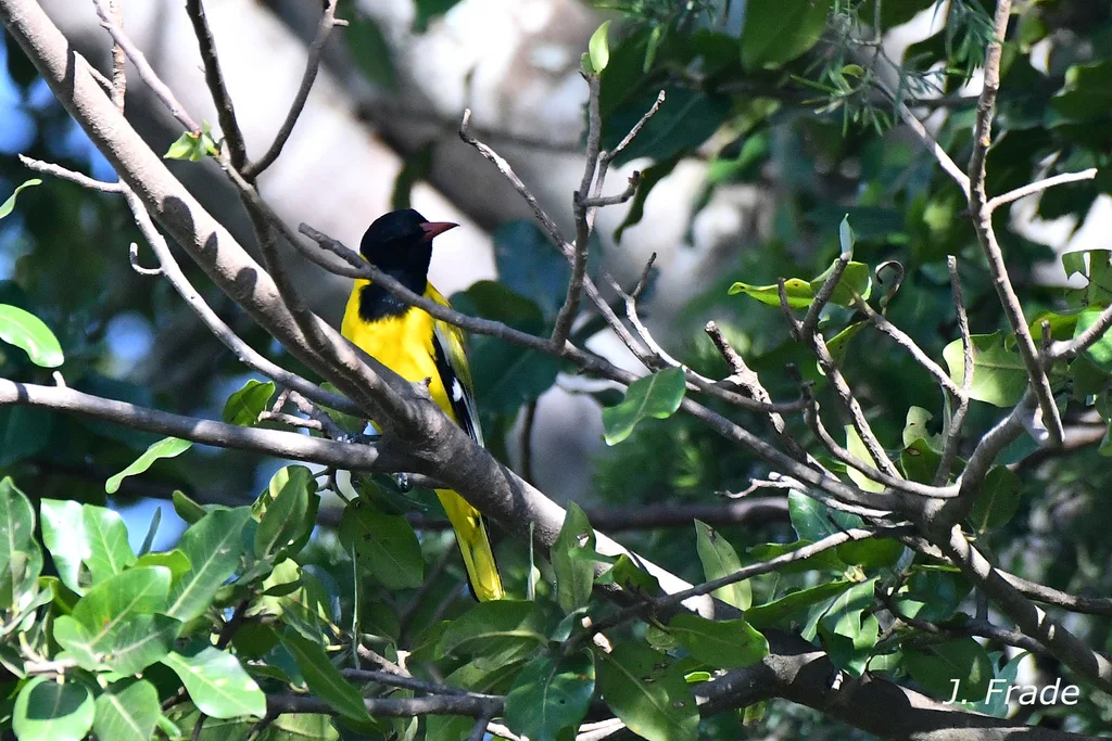 山鹂(Oriolus percivali)