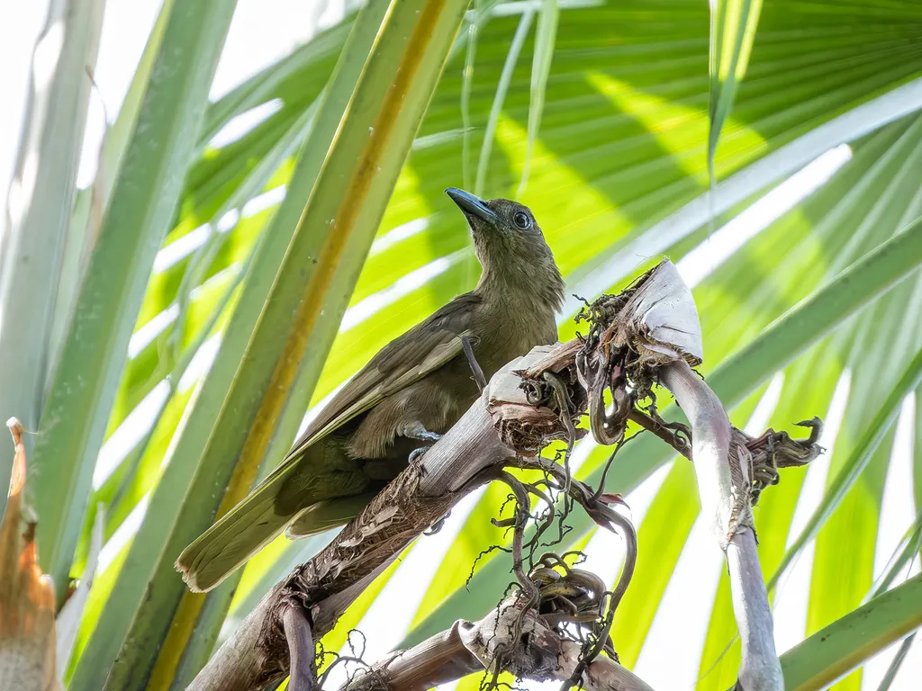暗褐鹂(Oriolus phaeochromus)
