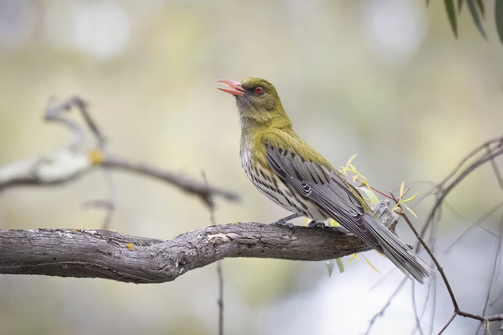 绿背黄鹂(Oriolus sagittatus)