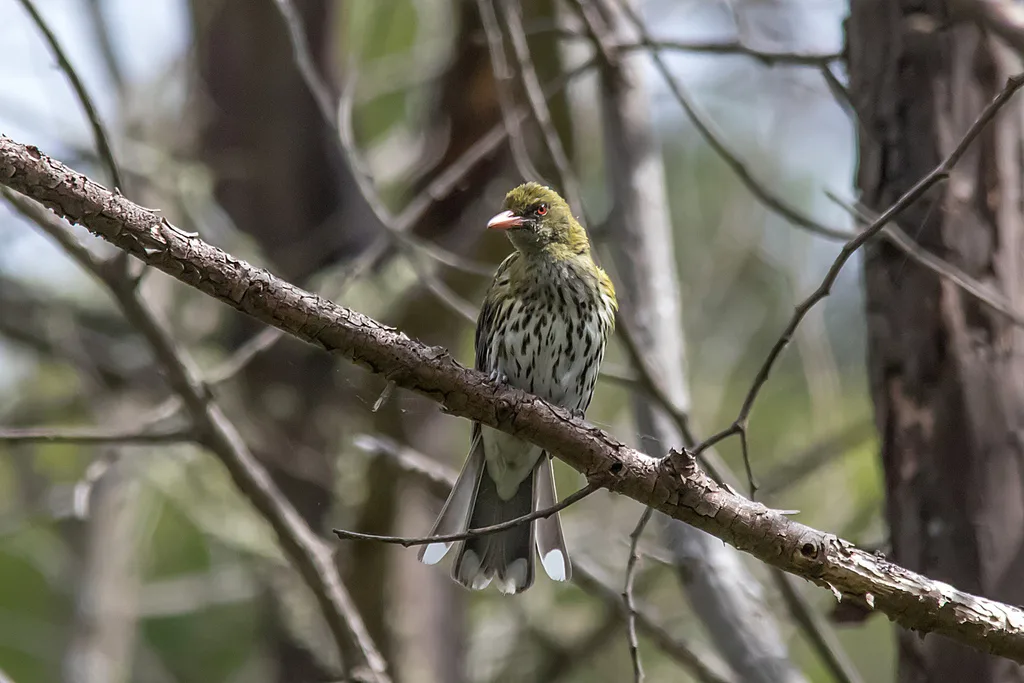 绿背黄鹂(Oriolus sagittatus)