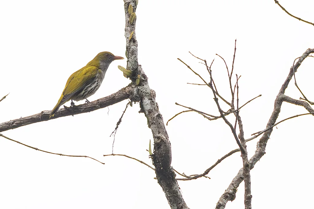 菲律宾黄鹂(Oriolus steerii)