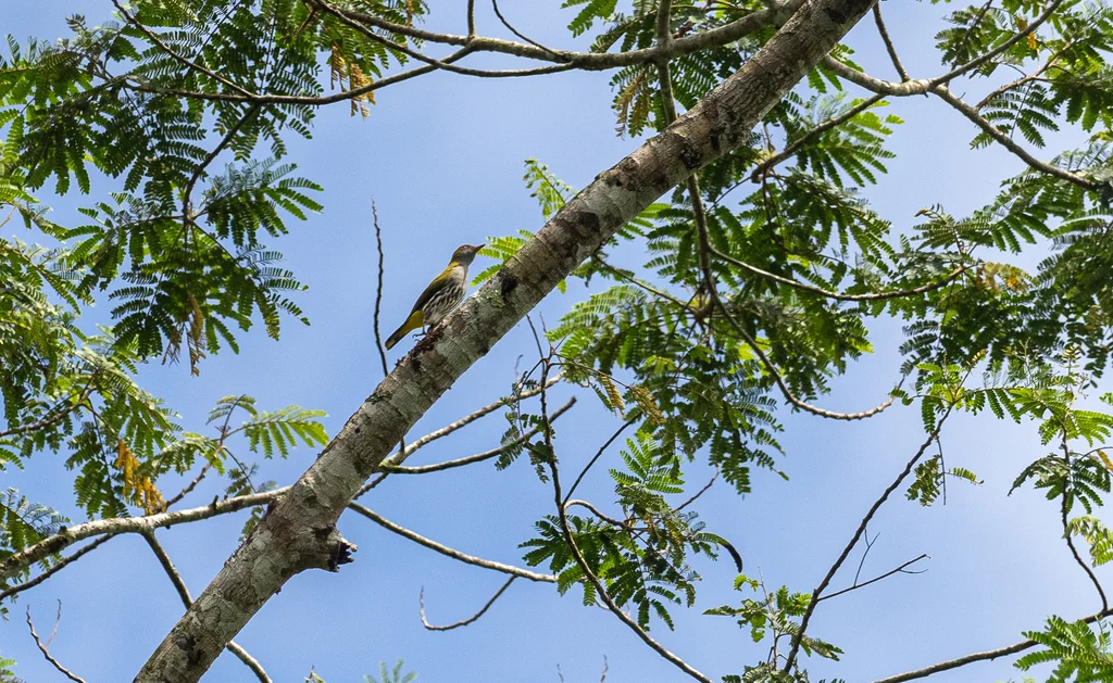 菲律宾黄鹂(Oriolus steerii)
