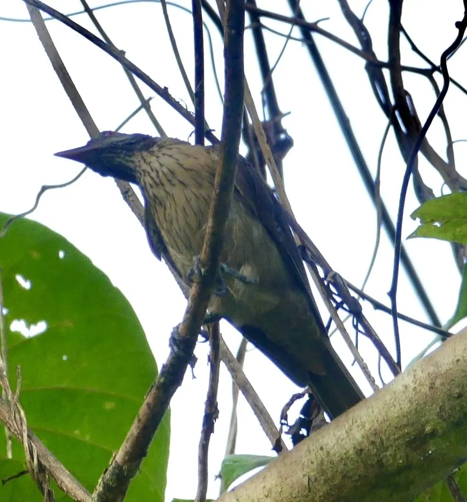 褐鹂(Oriolus szalayi)
