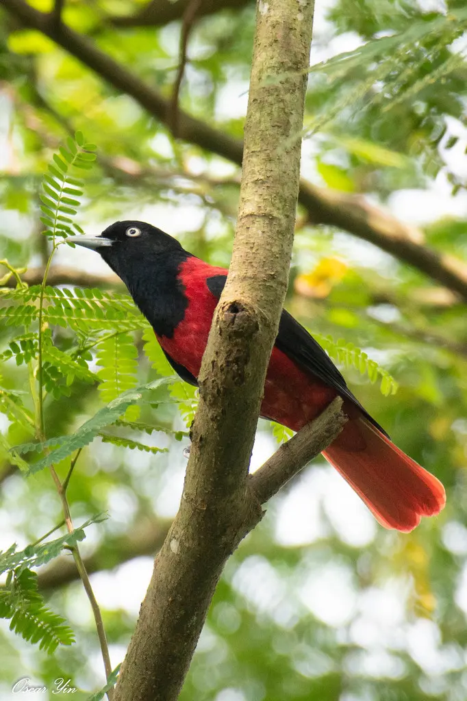 朱鹂(Oriolus traillii)