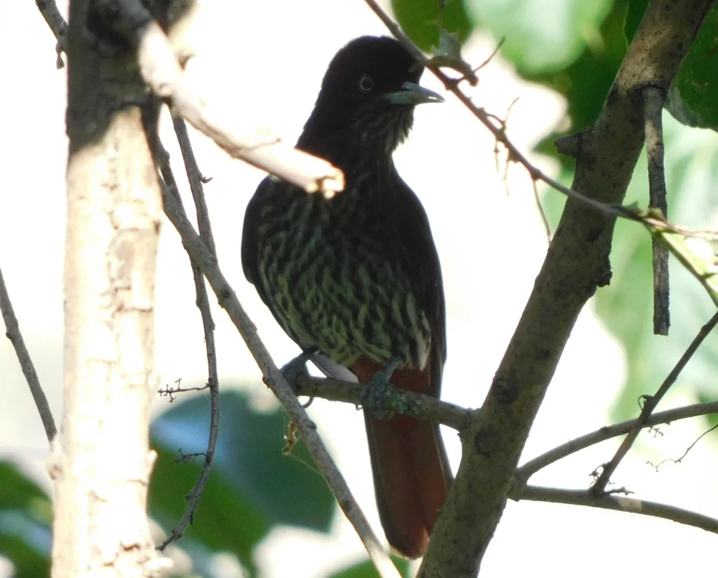 朱鹂(Oriolus traillii)