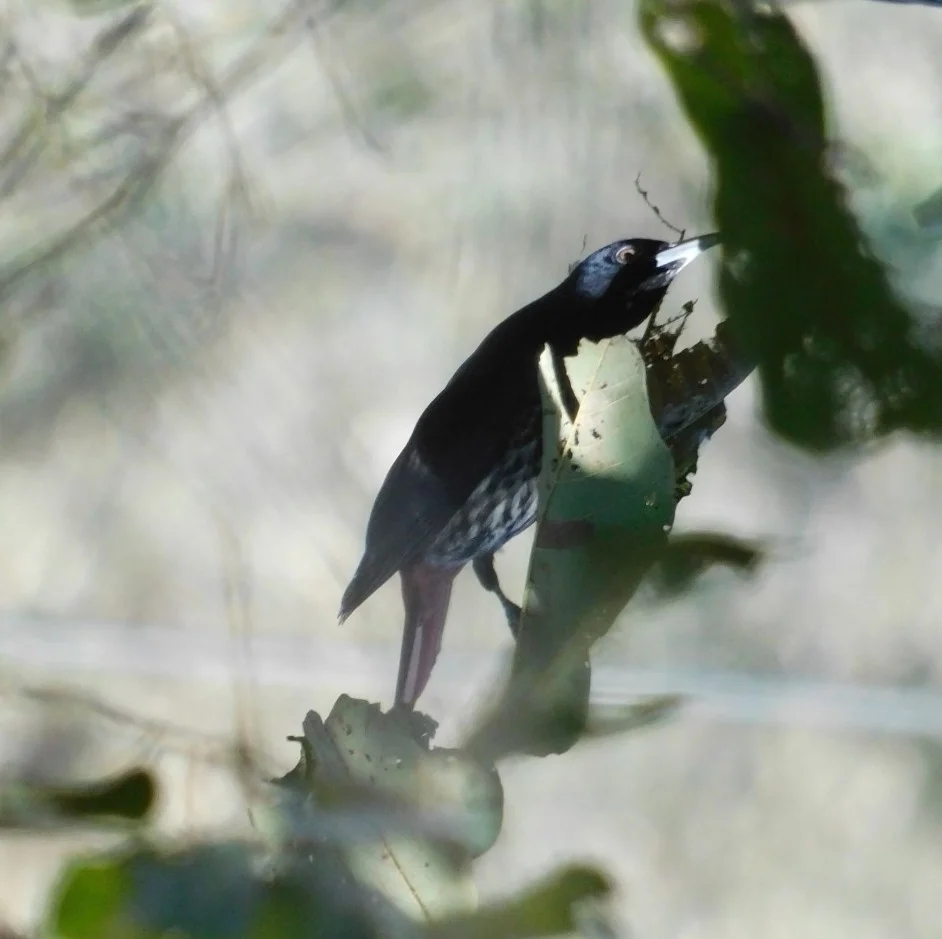 朱鹂(Oriolus traillii)