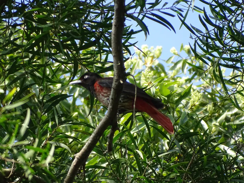 朱鹂(Oriolus traillii)