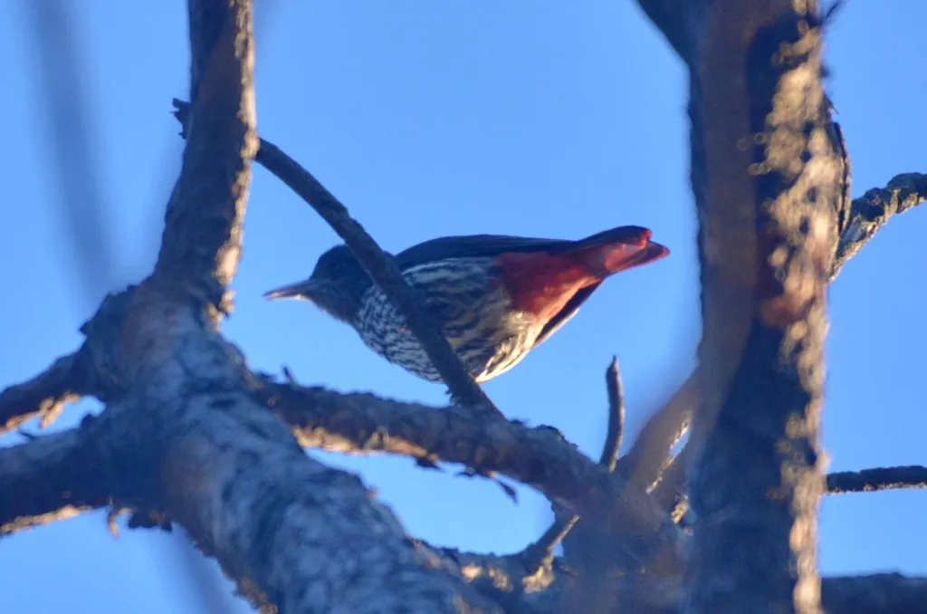 朱鹂(Oriolus traillii)