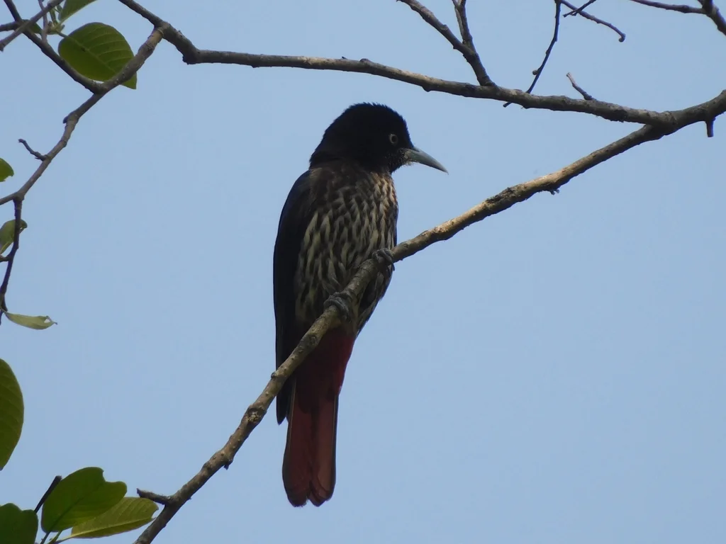 朱鹂(Oriolus traillii)