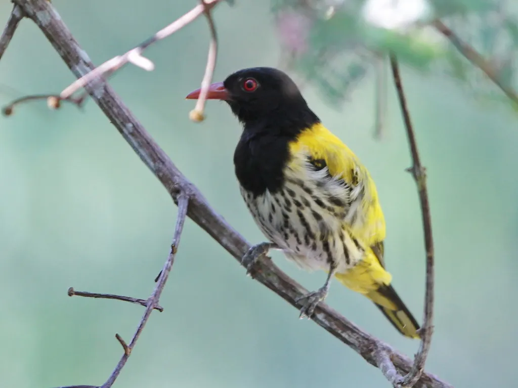 黑喉黄鹂(Oriolus xanthonotus)