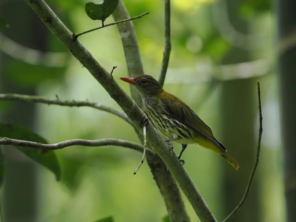 黑喉黄鹂(Oriolus xanthonotus)