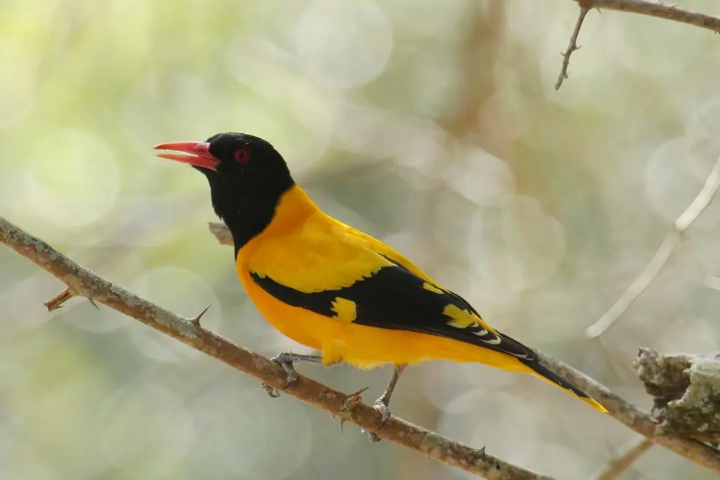 黑头黄鹂(Oriolus xanthornus)