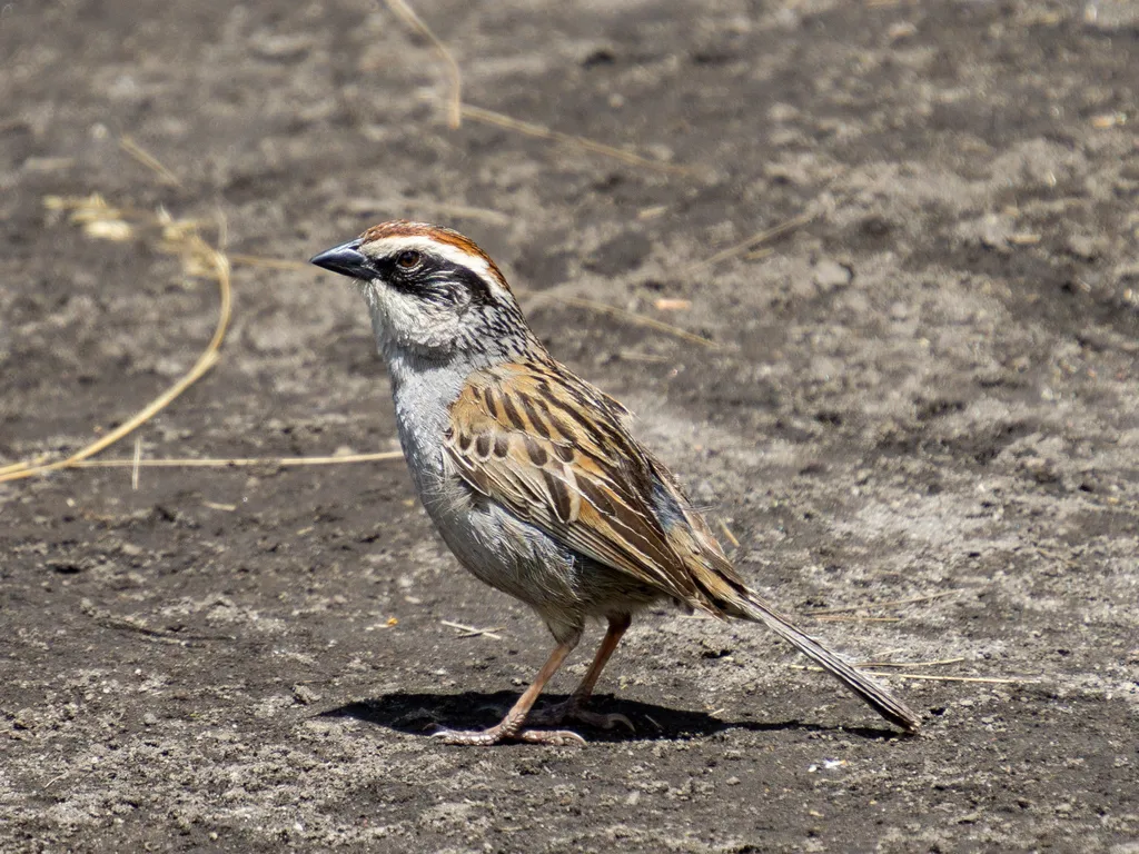 纹雀鹀(Oriturus superciliosus)