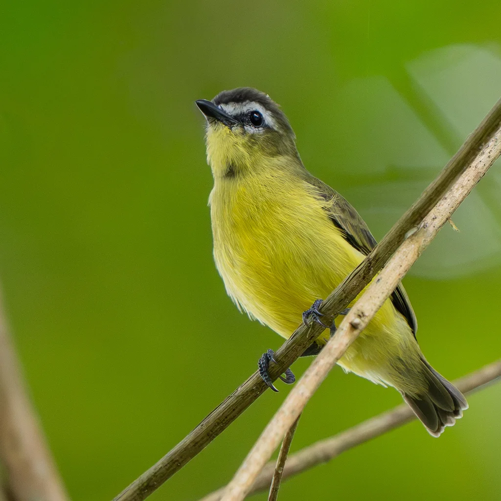 褐顶小霸鹟(Ornithion brunneicapillus)