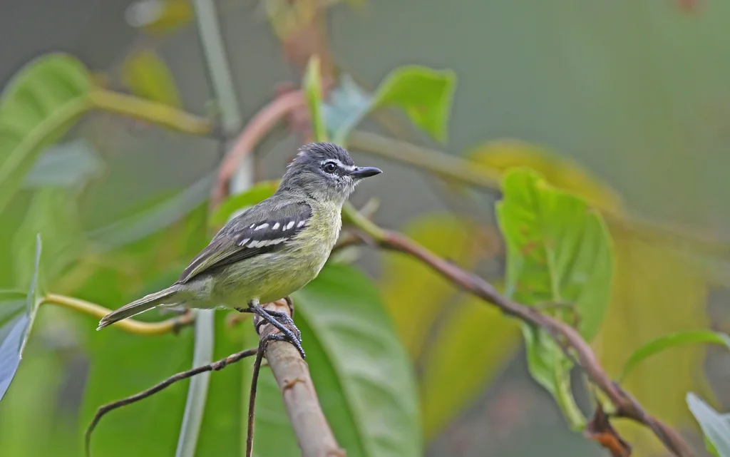 白眼先小霸鹟(Ornithion inerme)