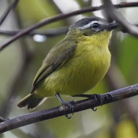 黄腹小霸鹟