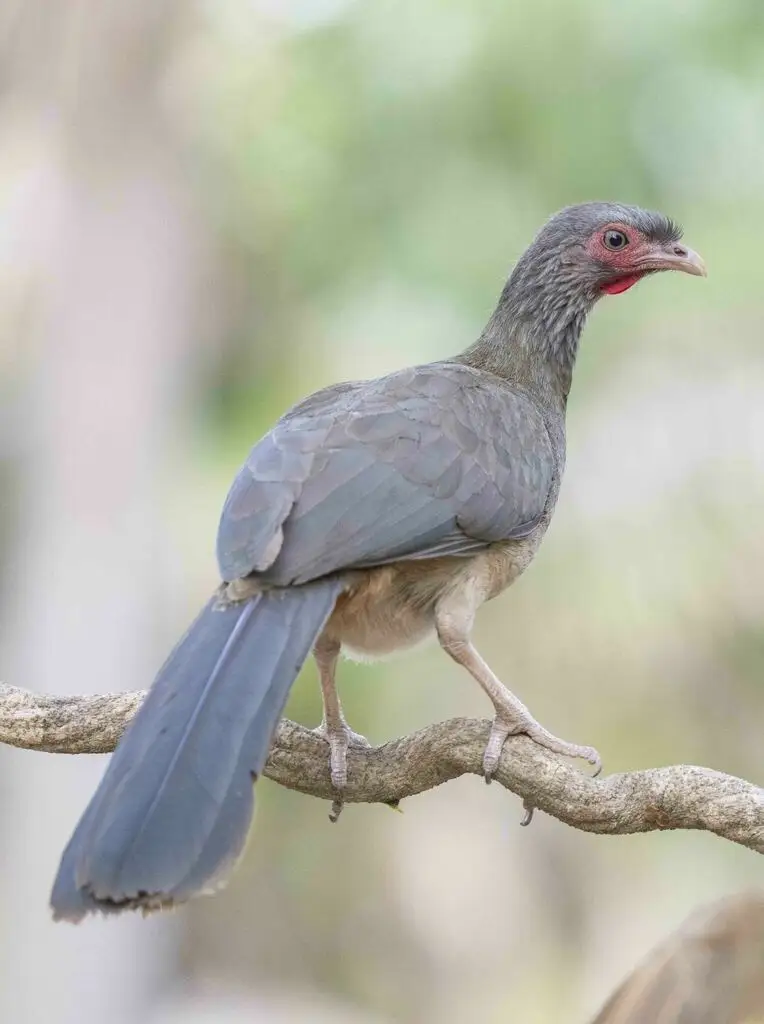查科小冠雉(Ortalis canicollis)