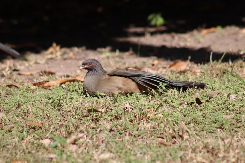 查科小冠雉(Ortalis canicollis)