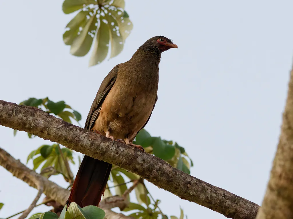 查科小冠雉(Ortalis canicollis)