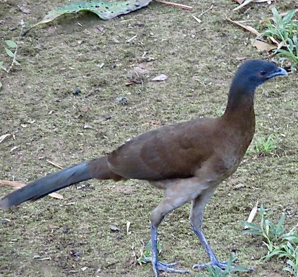 灰头小冠雉(Ortalis cinereiceps)